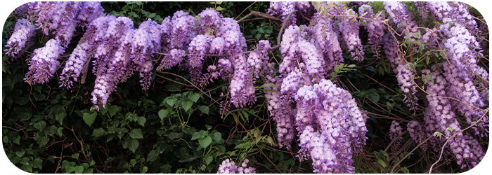 la glycine c'est quoi